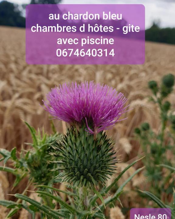 Nesle Bed & Breakfast | Au Chardon Bleu