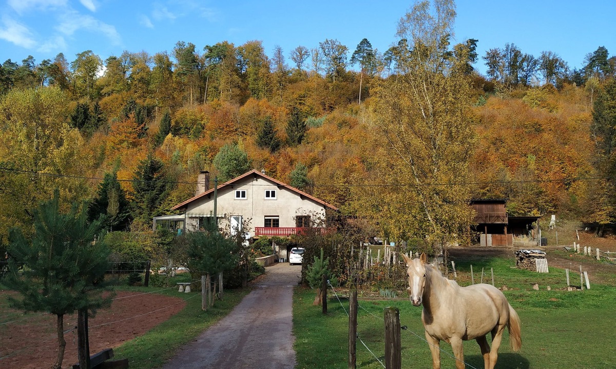 Soucht Cottage | family and spacious cottage in the middle of the forest ideal hikes in the country of bitche
