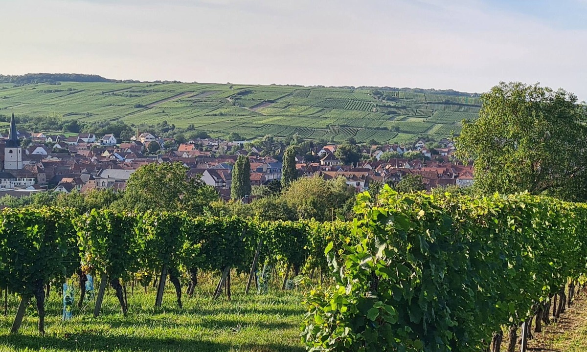 Bischoffsheim House | Gite des rossignols near Obernai sleeps 4 with large terrace.