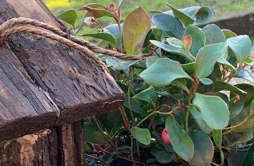 Bouvelinghem Bed & Breakfast | Gîte équestre de la Coète
