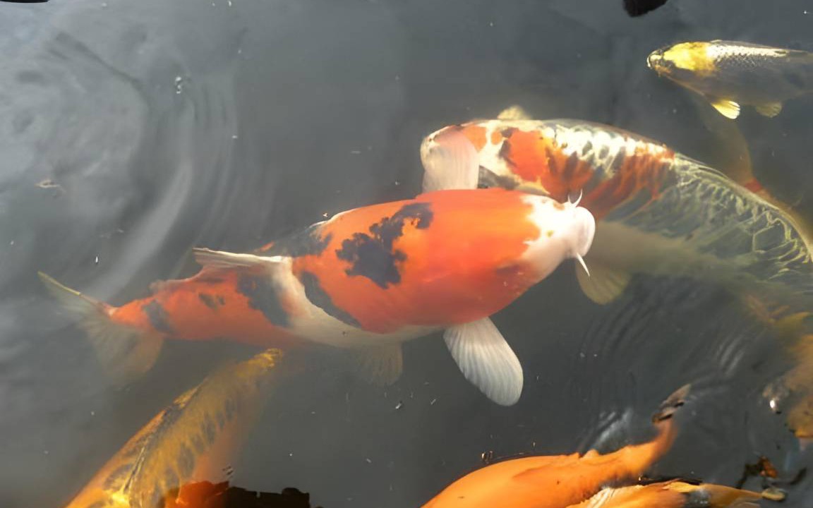 Photo of Others in Ascq