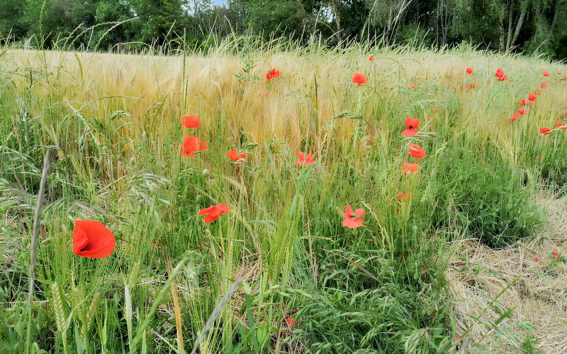 Photo of Others in La Chapelle-Saint-Martin-en-Plaine