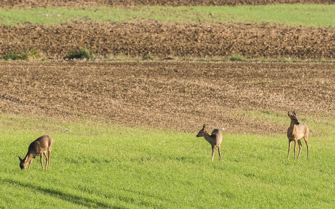 Photo of Others in Chatelraould-Saint-Louvent