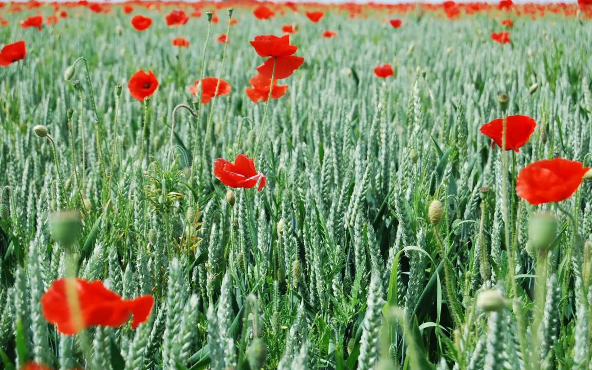 Photo of Others in Vittefleur