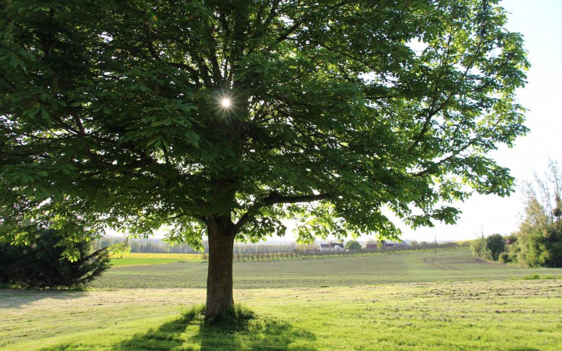 Photo of Others in Mary-sur-Marne