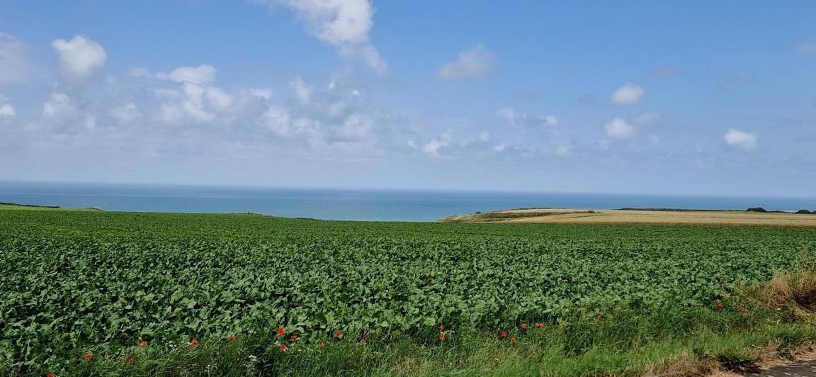 Photo of Others in Belleville-sur-Mer