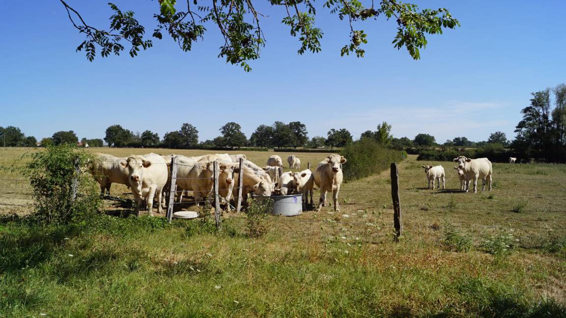 Photo of Others in Cossaye