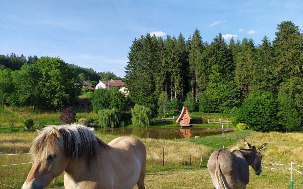 Photo of Others in Moyenmoutier