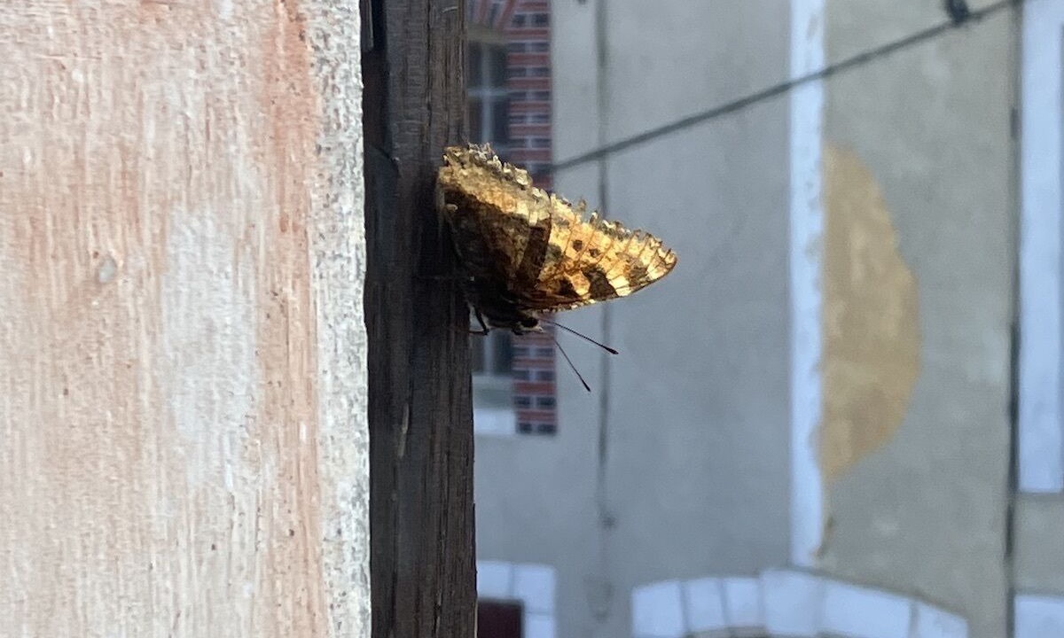 Photo of Outdoor in Saint-Sauveur-en-Puisaye