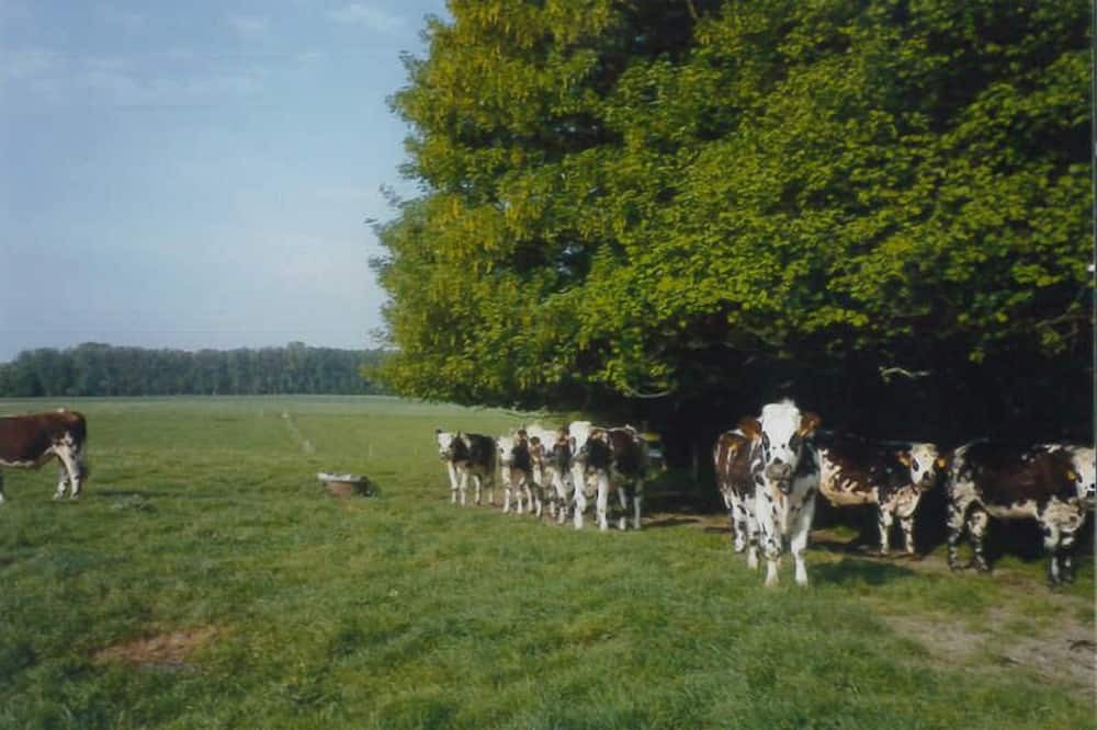 Photo of Outdoor in Lintot