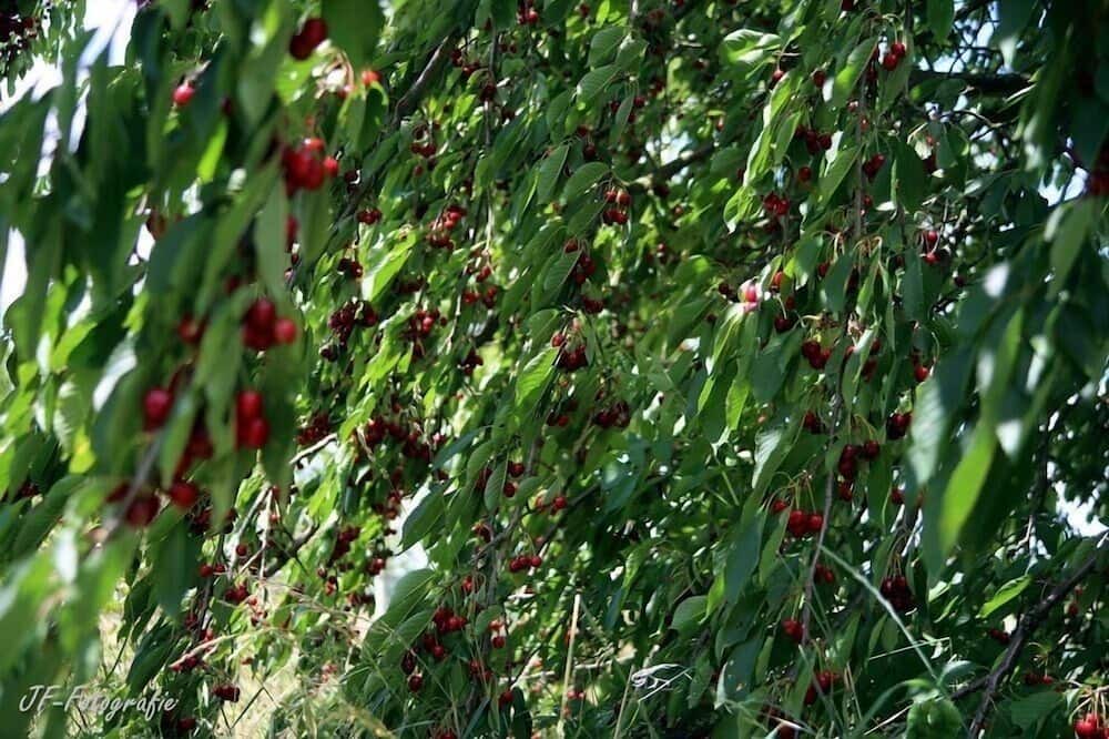 Photo of Outdoor in Betschdorf