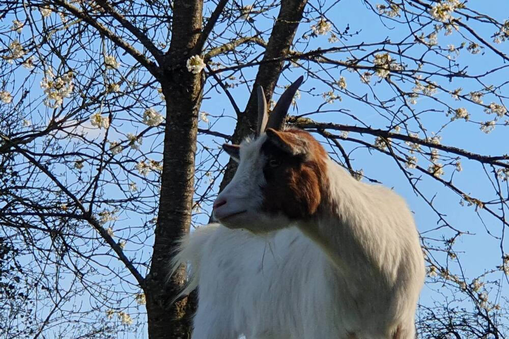 Photo of Others in Crecy-en-Ponthieu
