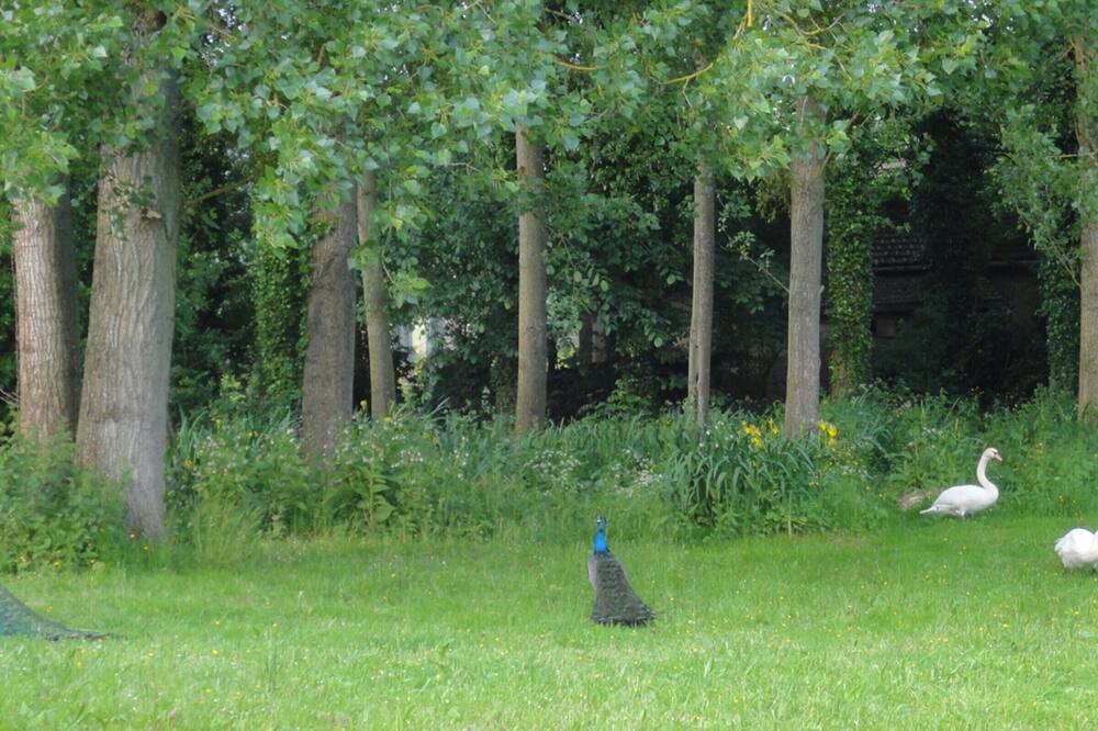 Photo of Outdoor in Saint-Paer