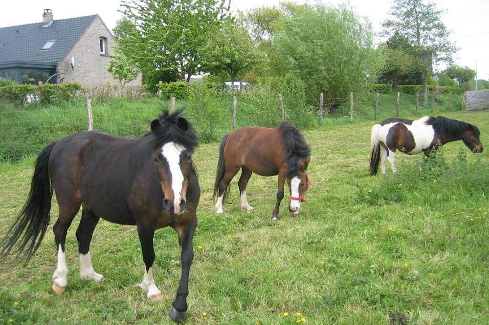 Photo of Outdoor in Ledringhem