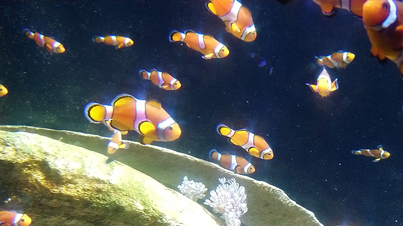Photo of Others in Ferques