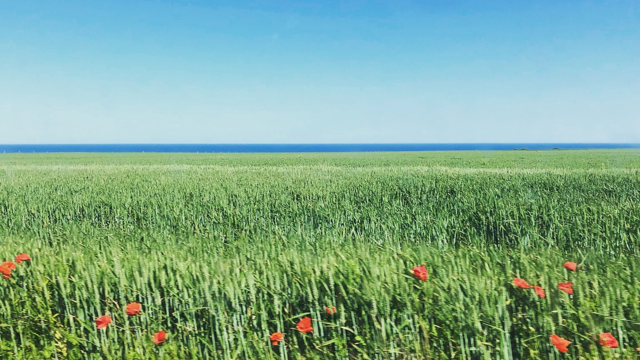 Photo of Others in Veulettes-sur-Mer
