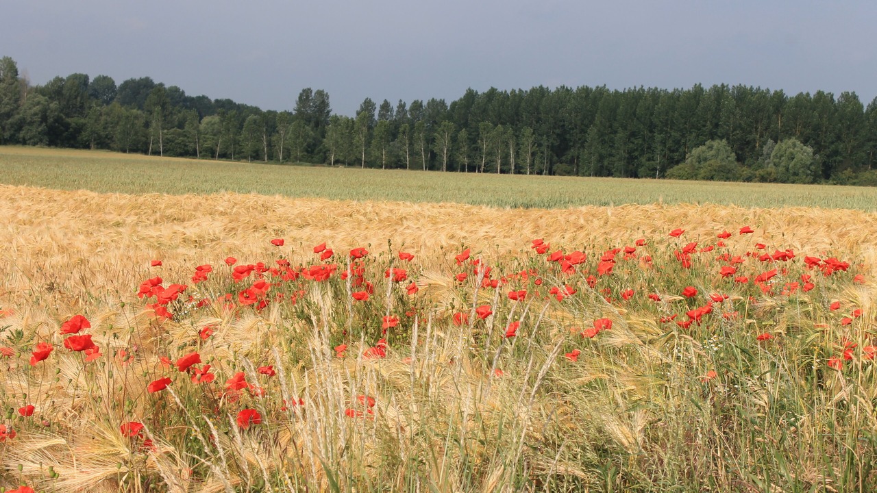 Photo of Outdoor in Sailly-Laurette