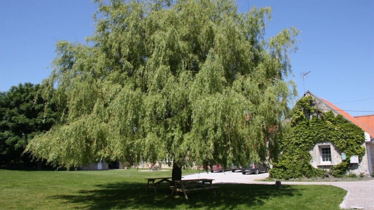 Photo of Outdoor in Saint-Folquin