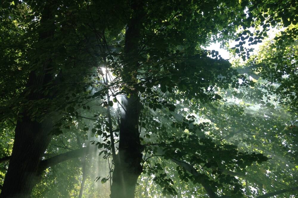 Photo of Outdoor in Courgenay