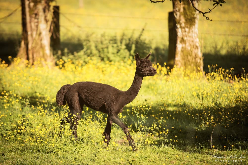 Photo of Outdoor in Longmesnil