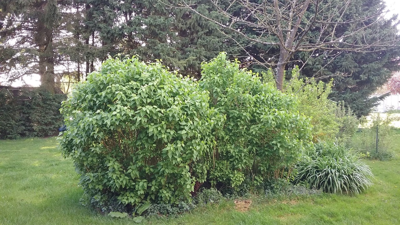 Photo of Outdoor in Nurlu