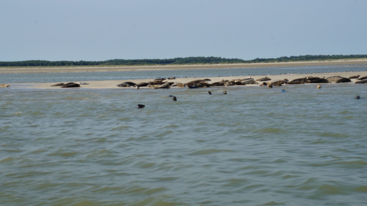 Photo of Others in Quend-Plage-les-Pins