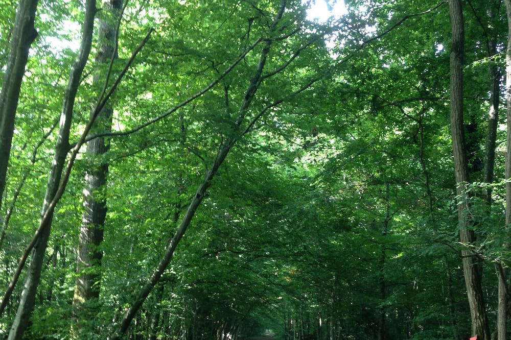 Photo of Outdoor in Hericy