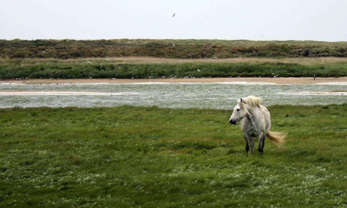 Photo of Others in Oye-Plage