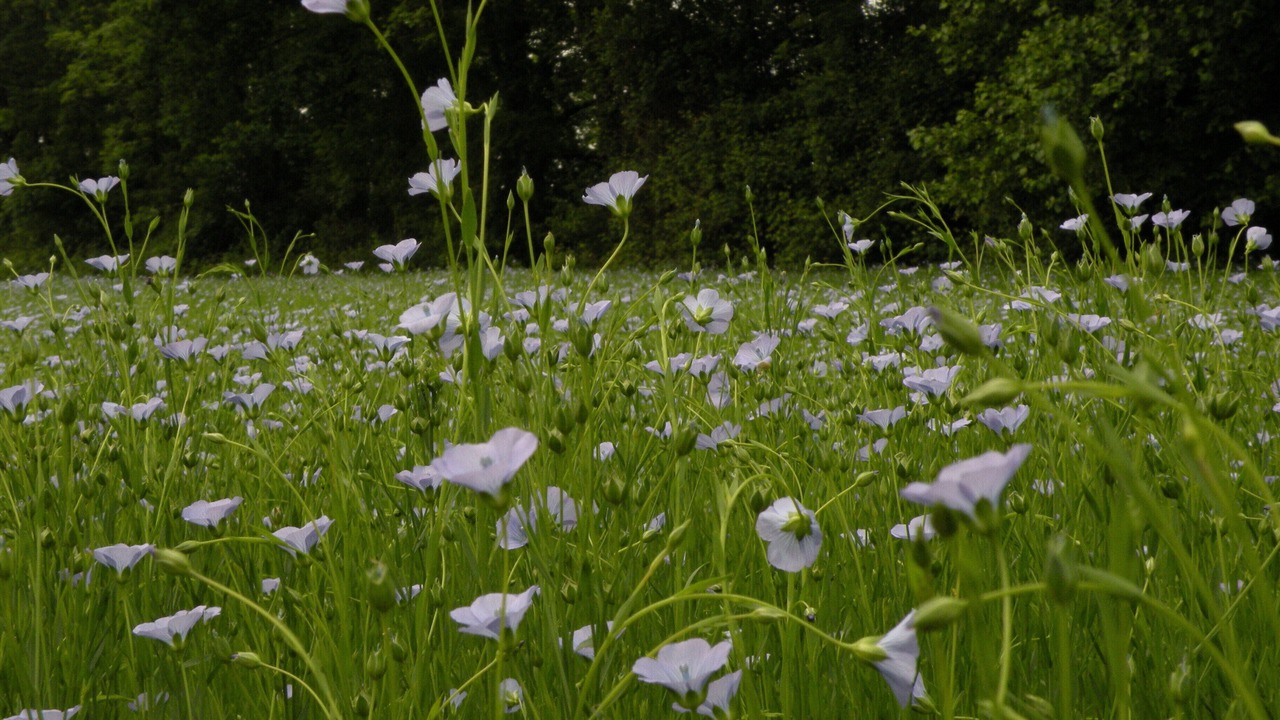 Photo of Outdoor in La Cerlangue
