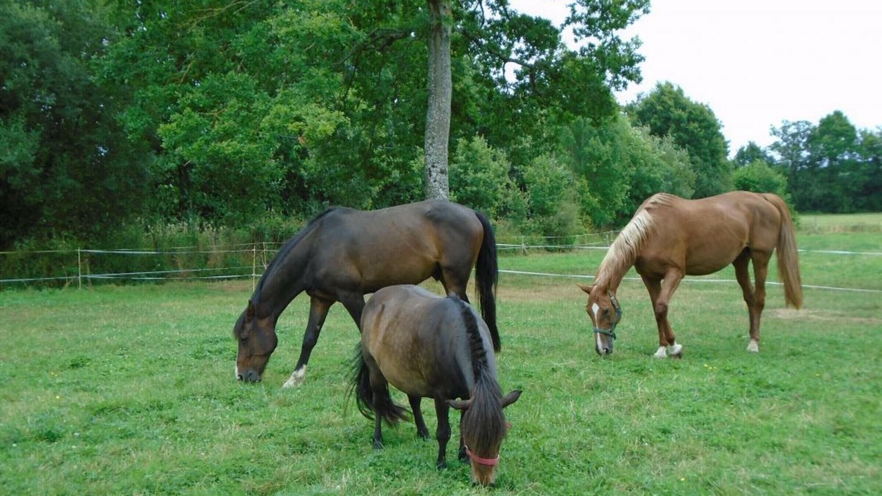 Photo of Outdoor in Le Menil-de-Briouze
