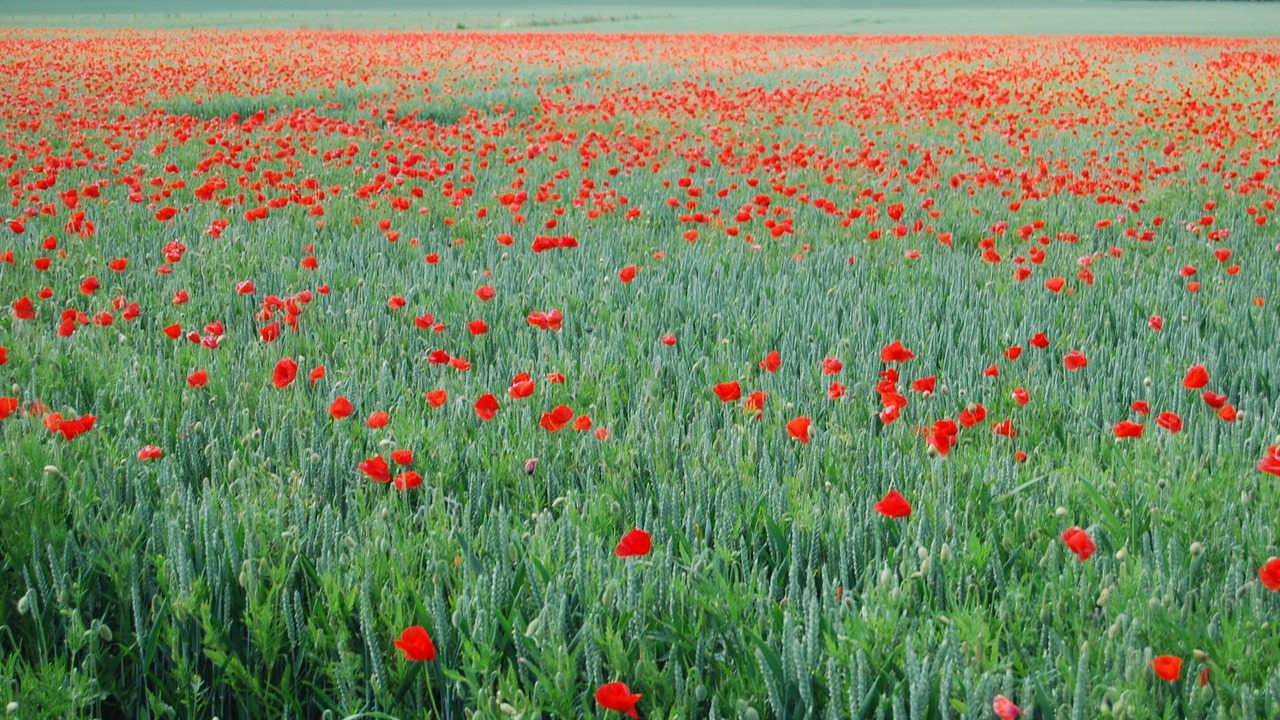Photo of Outdoor in Vittefleur