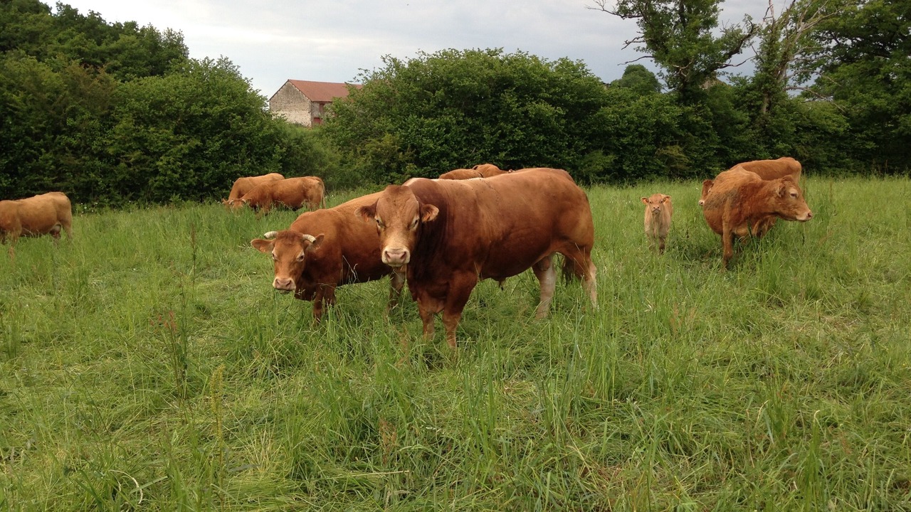 Photo of Outdoor in Magnac-Laval