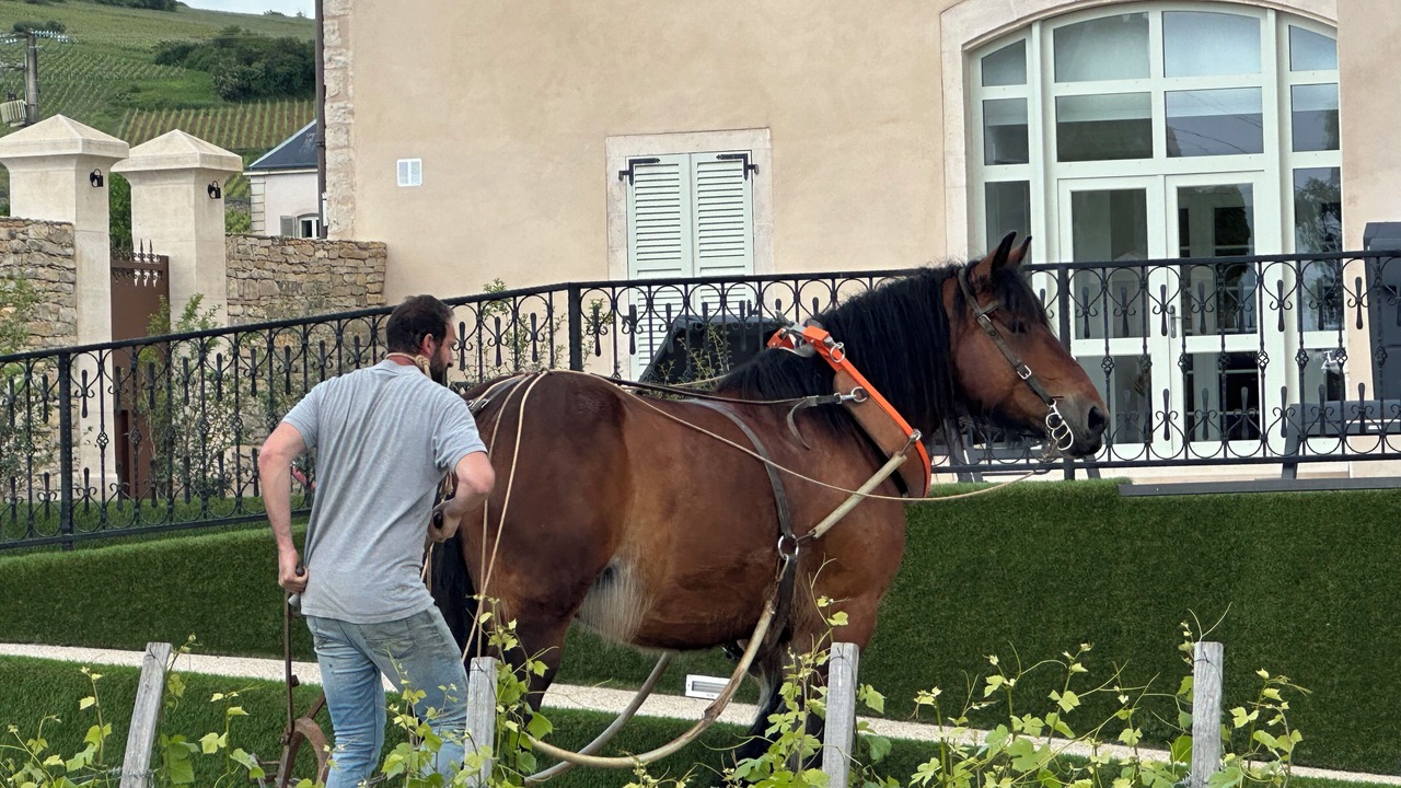 Photo of Outdoor in Pommard
