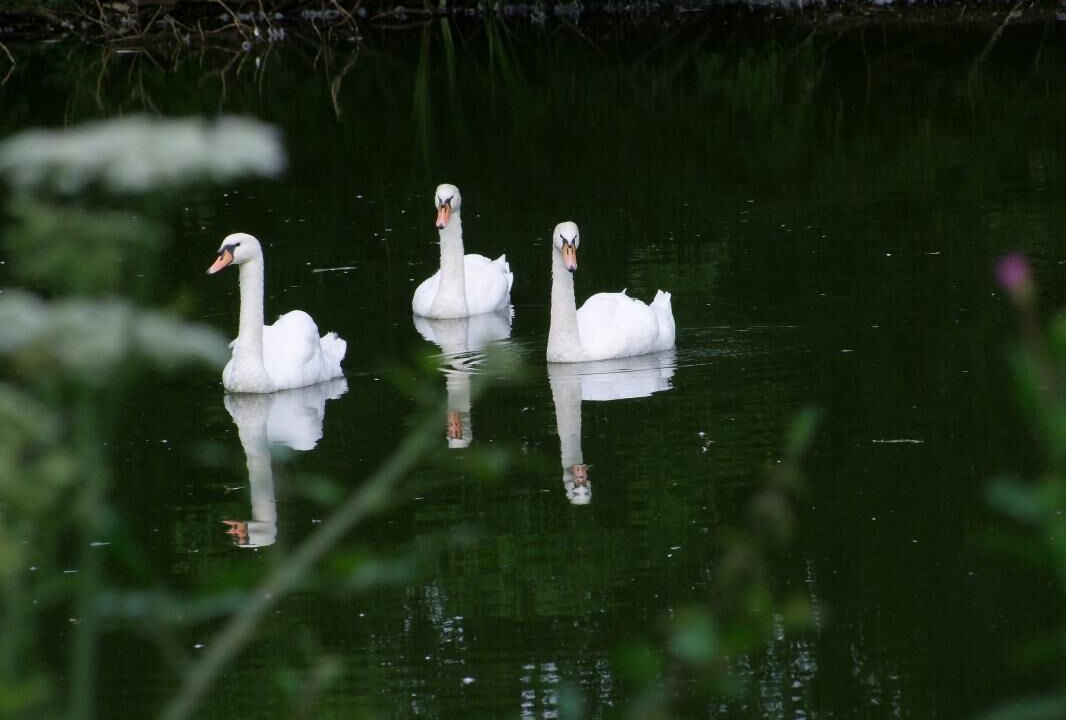 Photo of Others in Saint-Paer