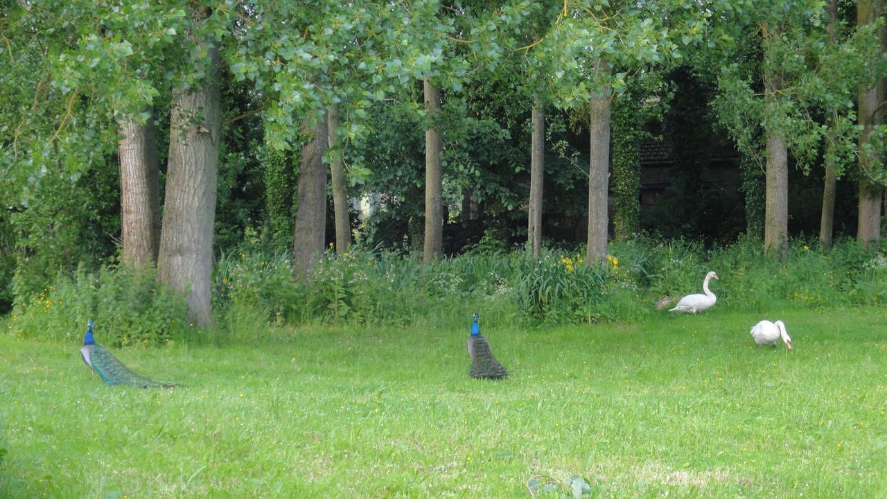 Photo of Outdoor in Saint-Paer