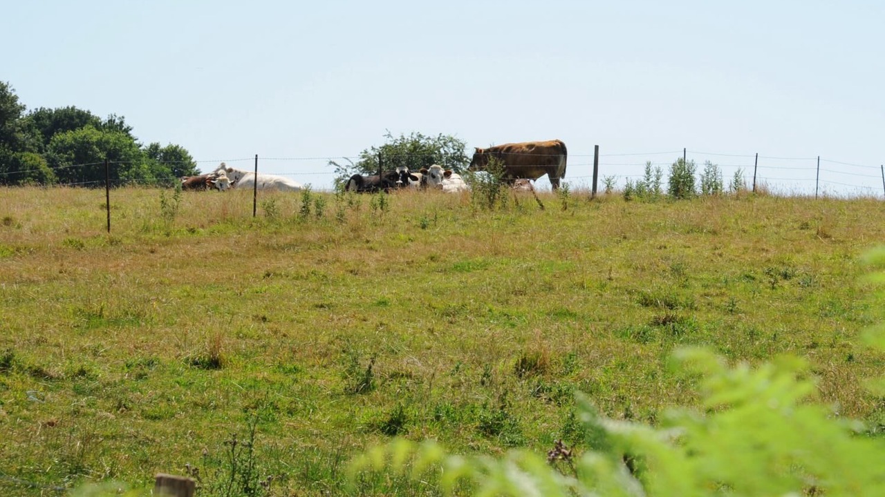 Photo of Others in Le Hanouard