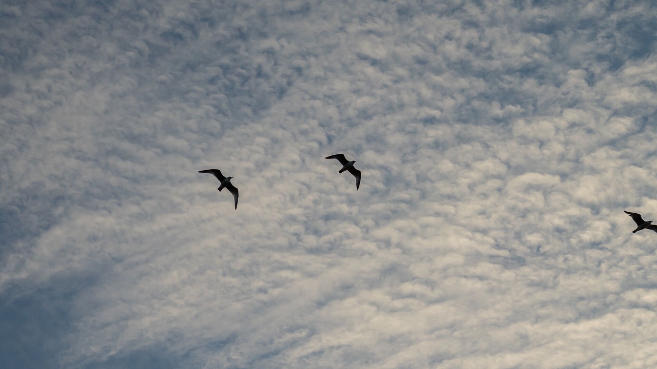 Photo of Others in Bray-Dunes