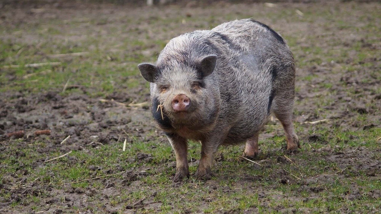 Photo of Others in Farbus