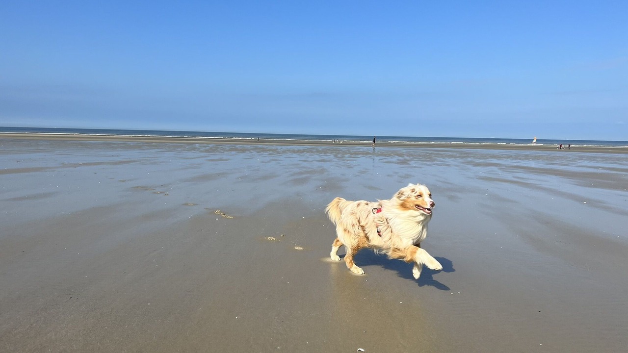 Photo of Others in Hardelot-Plage