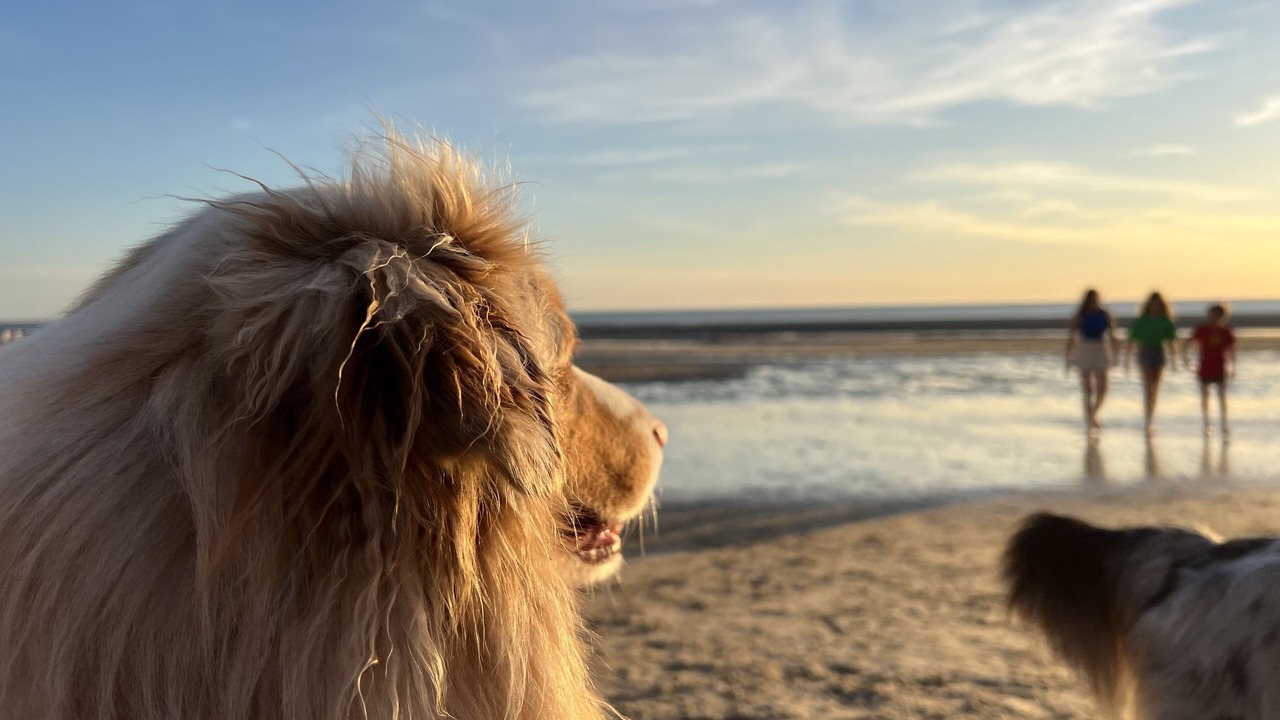 Photo of Others in Hardelot-Plage