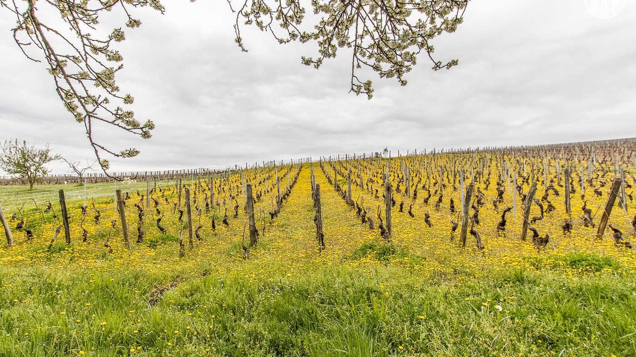 Photo of Outdoor in Solutre-Pouilly