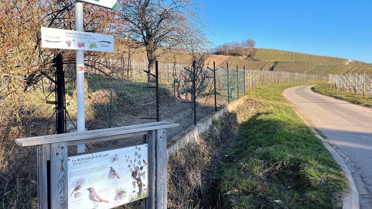 Photo of Outdoor in Dambach-la-Ville