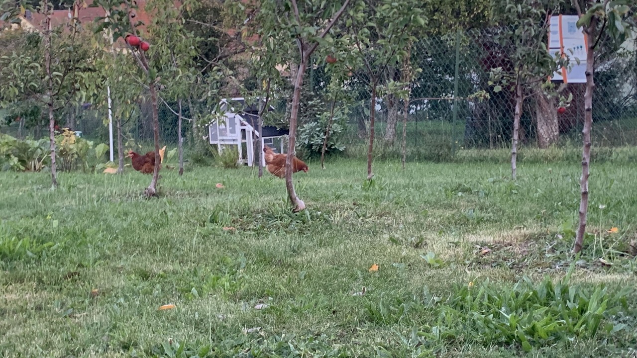 Photo of Outdoor in Ingwiller