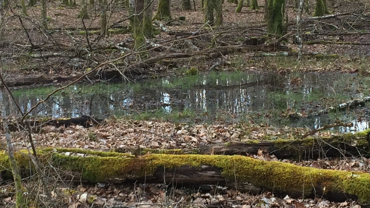 Photo of Others in Varennes-les-Narcy