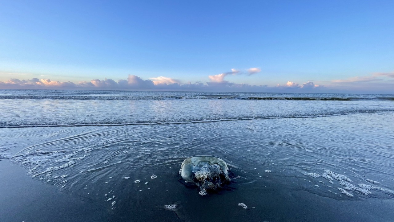 Photo of Others in Bray-Dunes