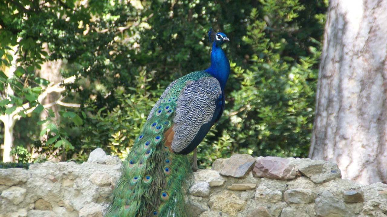 Photo of Others in Murviel-les-Beziers