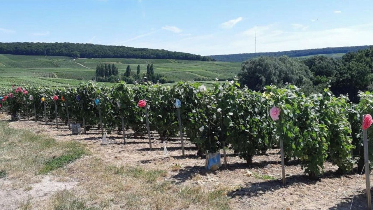 Photo of Outdoor in Fleury-la-Riviere