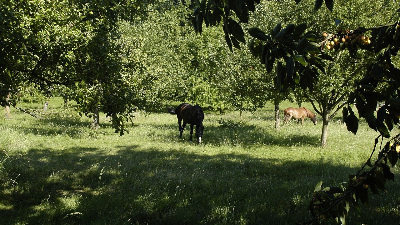 Photo of Outdoor in Neuville-Bosc
