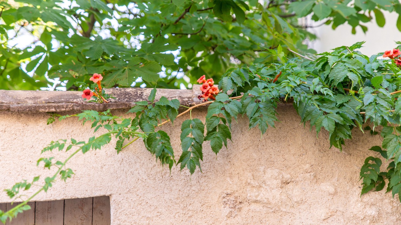 Photo of Outdoor in Campagnan