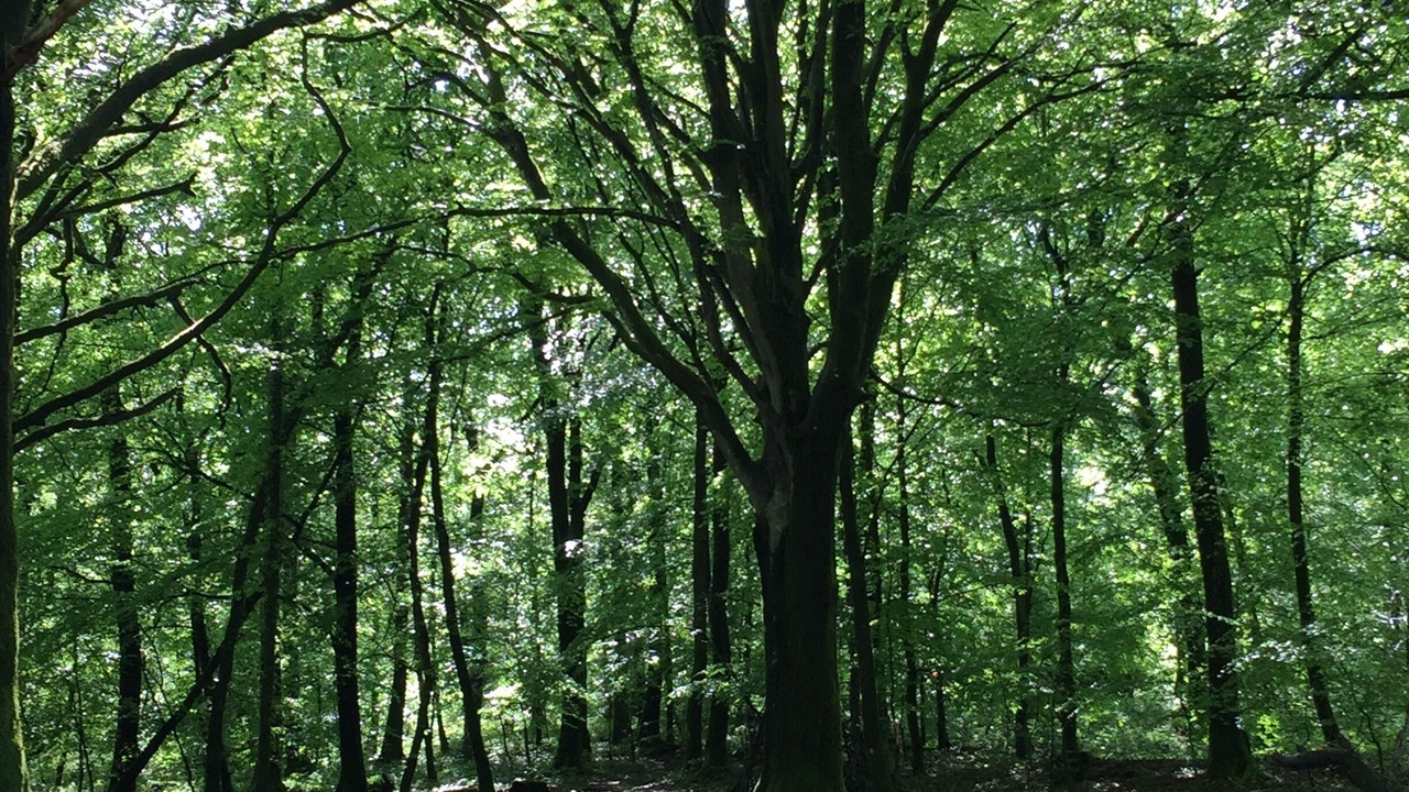 Photo of Outdoor in Bernieres-le-Patry